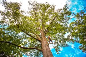 Best Tree Removal Service  in Mammoth Spring, AR