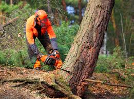 Best Hazardous Tree Removal  in Mammoth Spring, AR