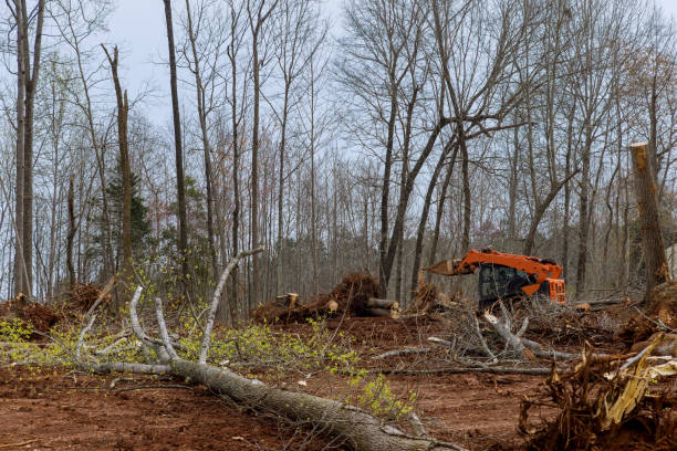 Best Tree Maintenance Programs  in Mammoth Spring, AR