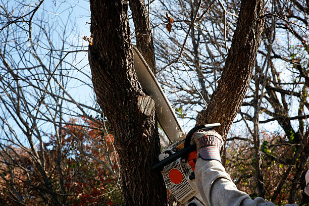 Best Palm Tree Trimming  in Mammoth Spring, AR